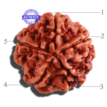 Load image into Gallery viewer, 5 Mukhi Rudraksha from Nepal - Bead No. 217
