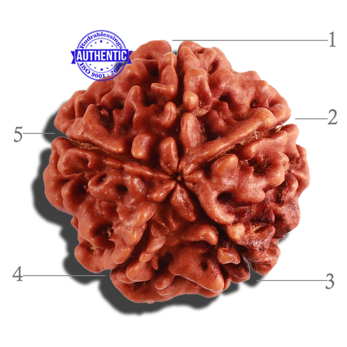 5 Mukhi Rudraksha from Nepal - Bead No. 217
