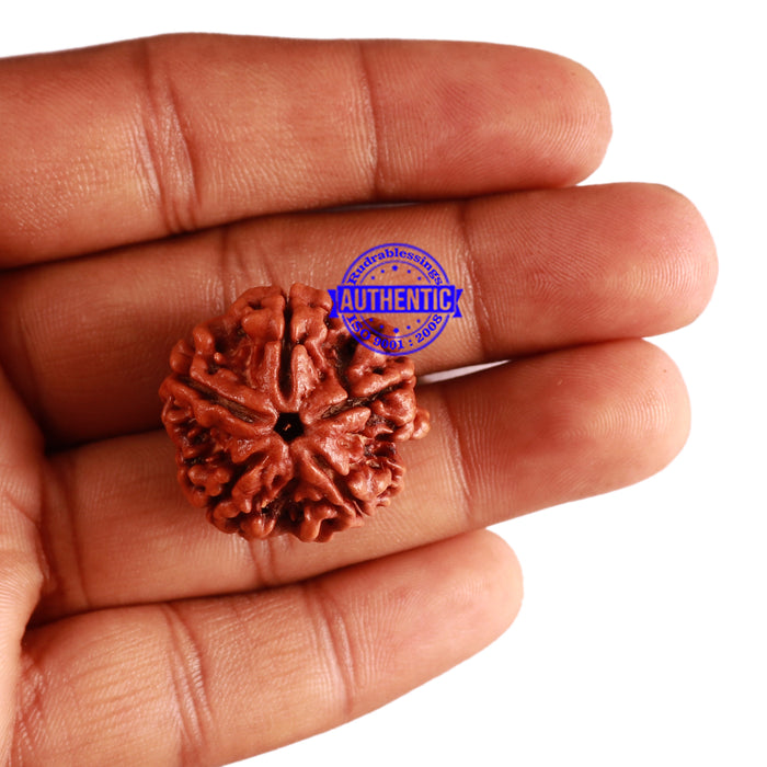 5 Mukhi Rudraksha from Nepal - Bead No. 218