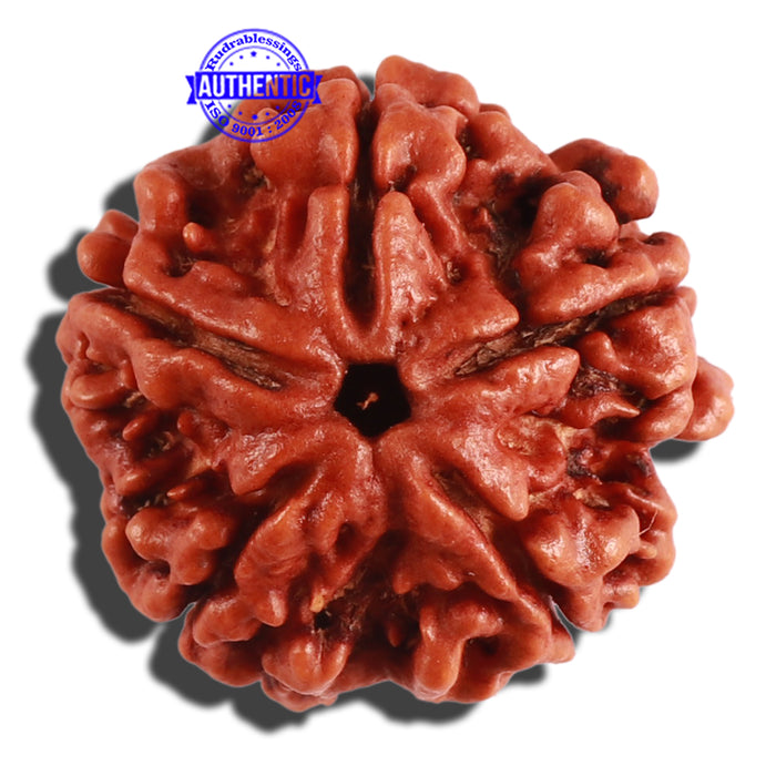 5 Mukhi Rudraksha from Nepal - Bead No. 218