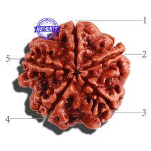Load image into Gallery viewer, 5 Mukhi Rudraksha from Nepal - Bead No. 218
