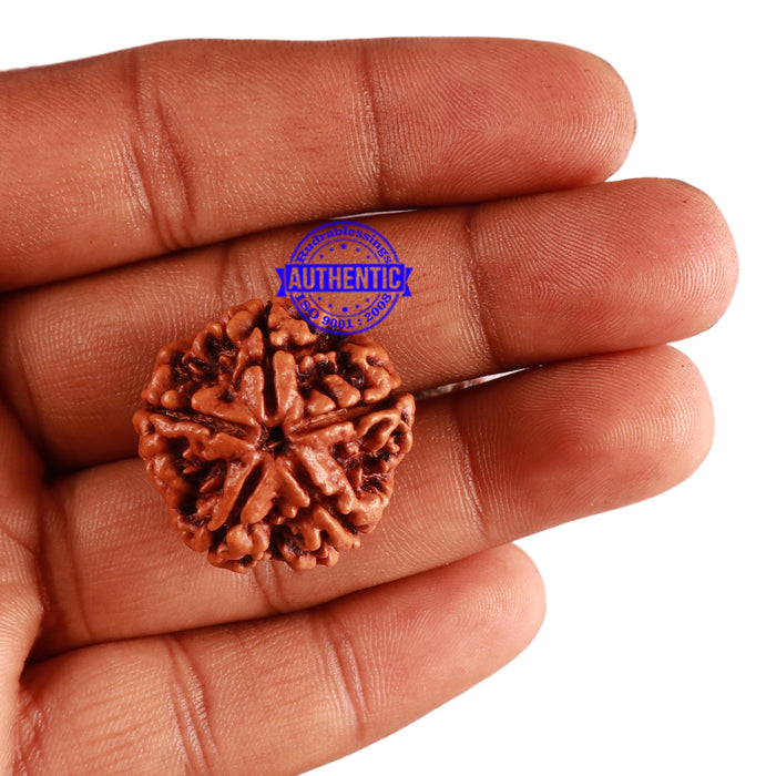 5 Mukhi Rudraksha from Nepal - Bead No. 219