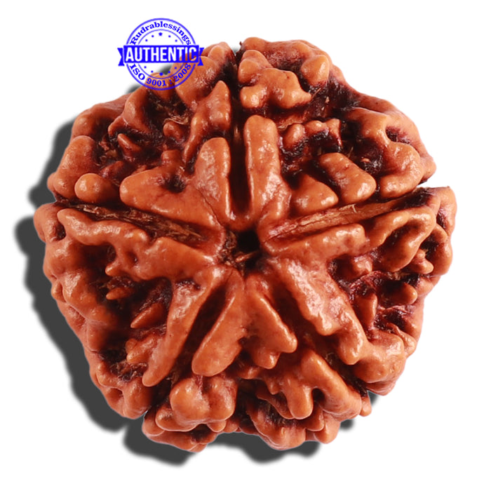 5 Mukhi Rudraksha from Nepal - Bead No. 219