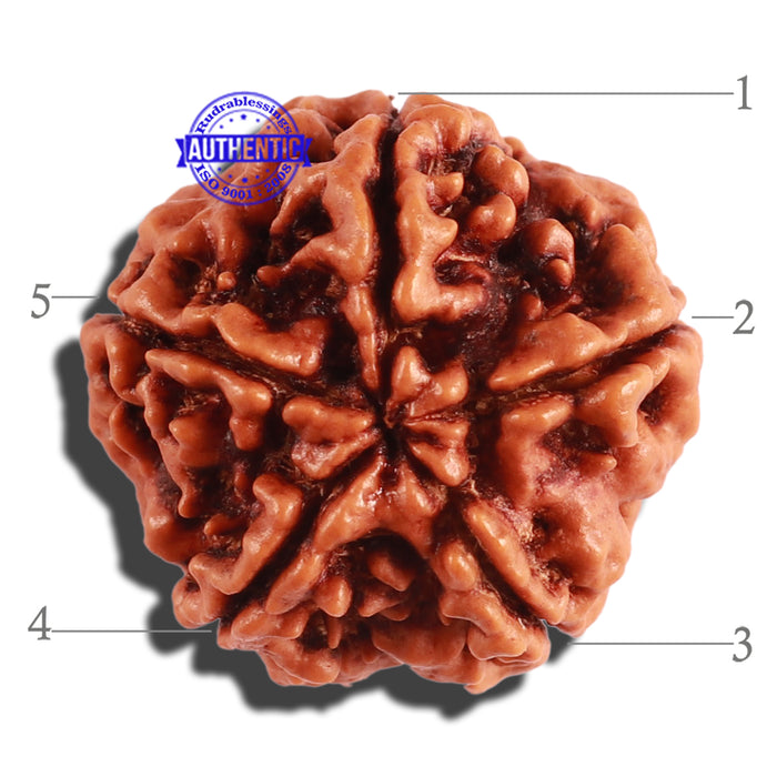 5 Mukhi Rudraksha from Nepal - Bead No. 219