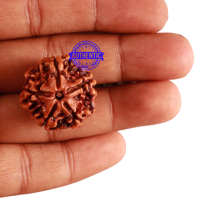 5 Mukhi Rudraksha from Nepal - Bead No. 220