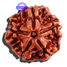 Load image into Gallery viewer, 5 Mukhi Rudraksha from Nepal - Bead No. 220
