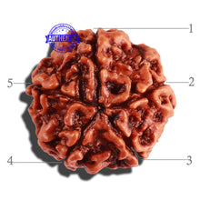 Load image into Gallery viewer, 5 Mukhi Rudraksha from Nepal - Bead No. 220
