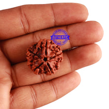 Load image into Gallery viewer, 5 Mukhi Rudraksha from Nepal - Bead No. 222

