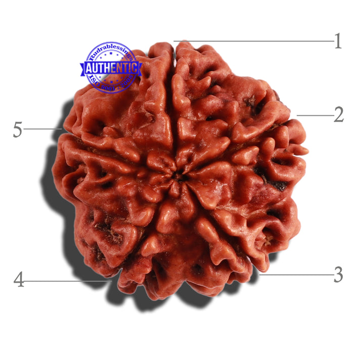 5 Mukhi Rudraksha from Nepal - Bead No. 222