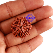 Load image into Gallery viewer, 5 Mukhi Rudraksha from Nepal - Bead No. 223
