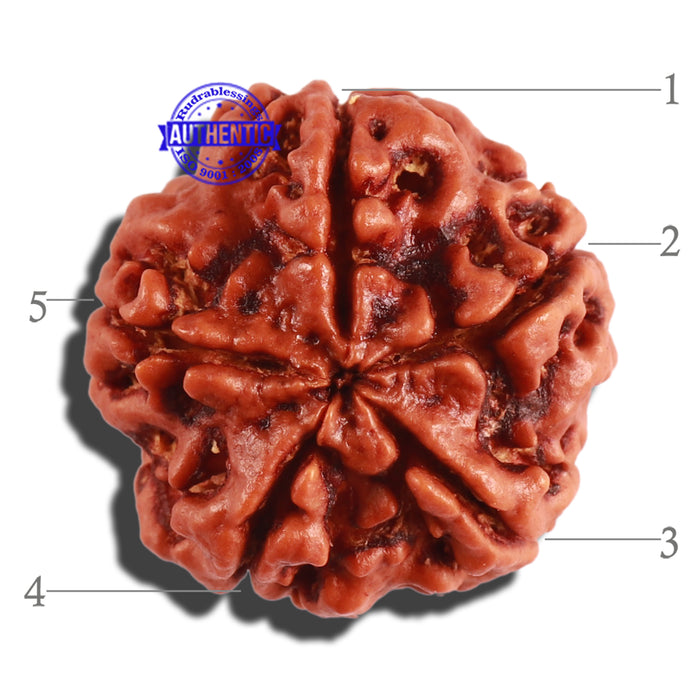 5 Mukhi Rudraksha from Nepal - Bead No. 223