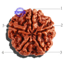 Load image into Gallery viewer, 5 Mukhi Rudraksha from Nepal - Bead No. 225
