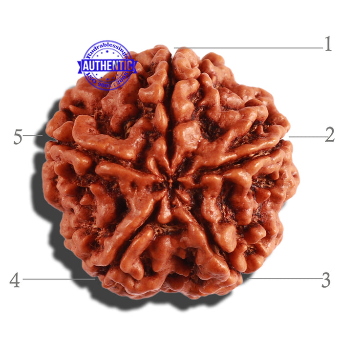 5 Mukhi Rudraksha from Nepal - Bead No. 225