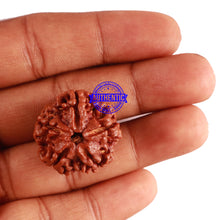 Load image into Gallery viewer, 5 Mukhi Rudraksha from Nepal - Bead No. 226

