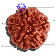 Load image into Gallery viewer, 5 Mukhi Rudraksha from Nepal - Bead No. 226
