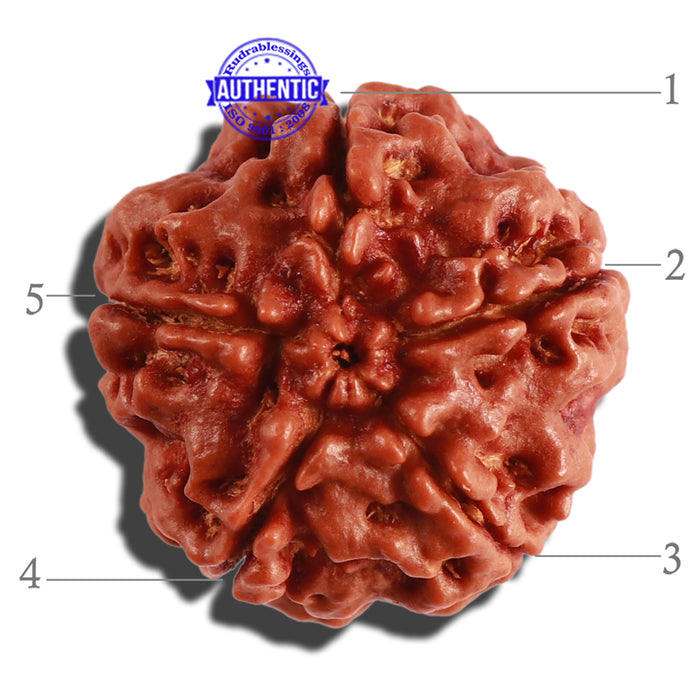 5 Mukhi Rudraksha from Nepal - Bead No. 226