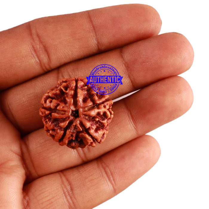 5 Mukhi Rudraksha from Nepal - Bead No. 227