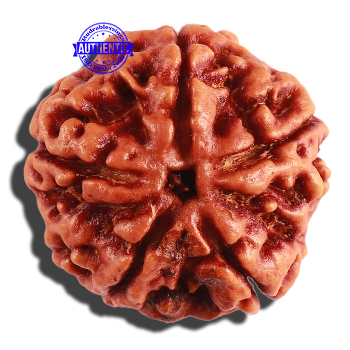 5 Mukhi Rudraksha from Nepal - Bead No. 227