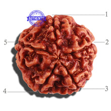 Load image into Gallery viewer, 5 Mukhi Rudraksha from Nepal - Bead No. 227
