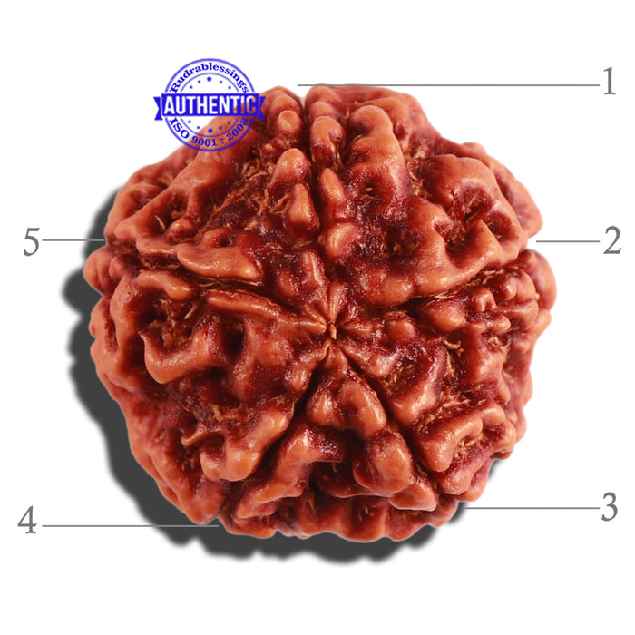 5 Mukhi Rudraksha from Nepal - Bead No. 227