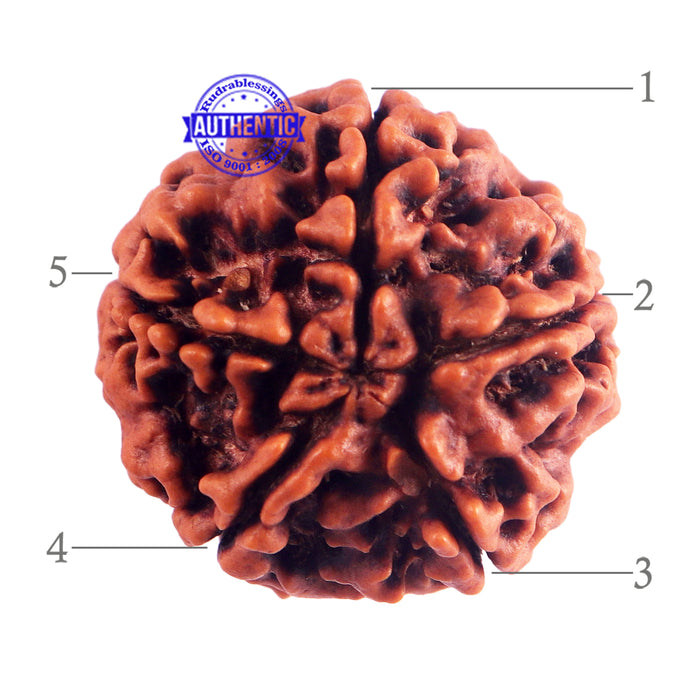 5 Mukhi Rudraksha from Nepal - Bead No. 160