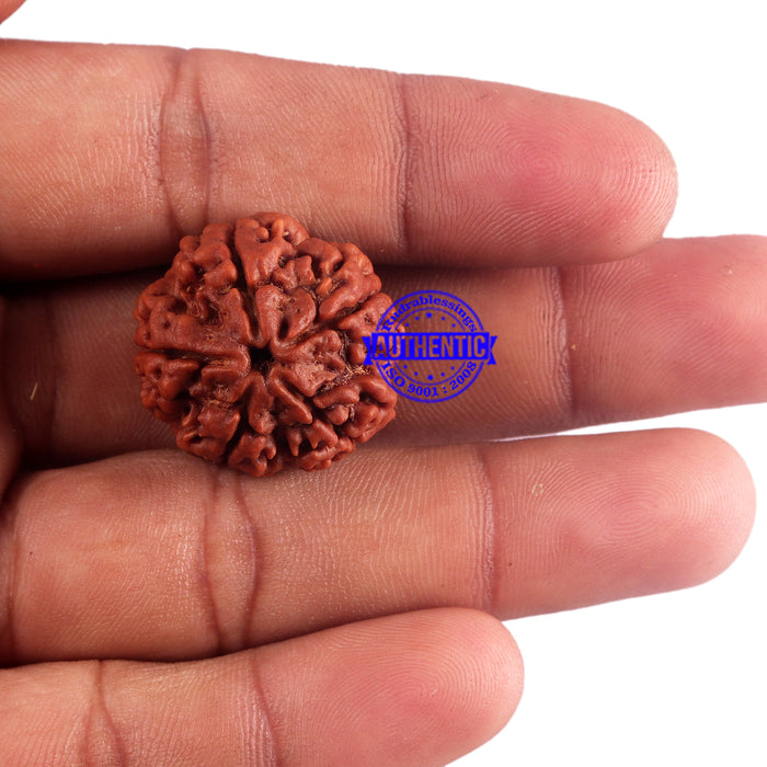 5 Mukhi Rudraksha from Nepal - Bead No. 161