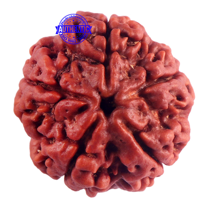 5 Mukhi Rudraksha from Nepal - Bead No. 161