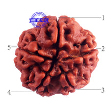 Load image into Gallery viewer, 5 Mukhi Rudraksha from Nepal - Bead No. 161
