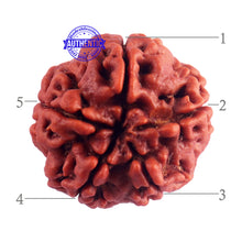 Load image into Gallery viewer, 5 Mukhi Rudraksha from Nepal - Bead No. 161
