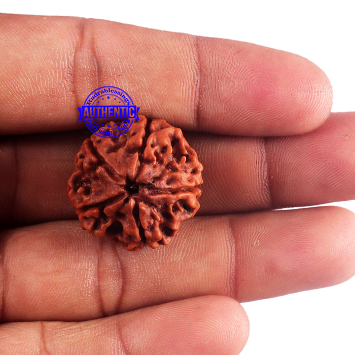 5 Mukhi Rudraksha from Nepal - Bead No. 162