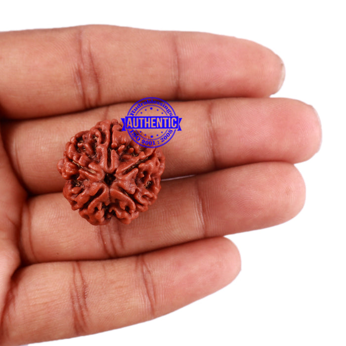 5 Mukhi Rudraksha from Nepal - Bead No. 76