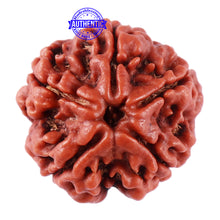 Load image into Gallery viewer, 5 Mukhi Rudraksha from Nepal - Bead No. 76
