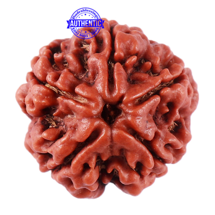 5 Mukhi Rudraksha from Nepal - Bead No. 76
