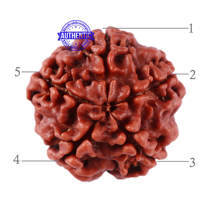 5 Mukhi Rudraksha from Nepal - Bead No. 76