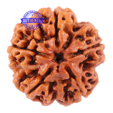 Load image into Gallery viewer, 5 Mukhi Rudraksha from Nepal - Bead No. 87
