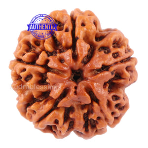 5 Mukhi Rudraksha from Nepal - Bead No. 87