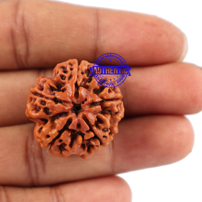 5 Mukhi Rudraksha from Nepal - Bead No. 87