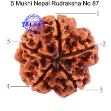 Load image into Gallery viewer, 5 Mukhi Rudraksha from Nepal - Bead No. 87
