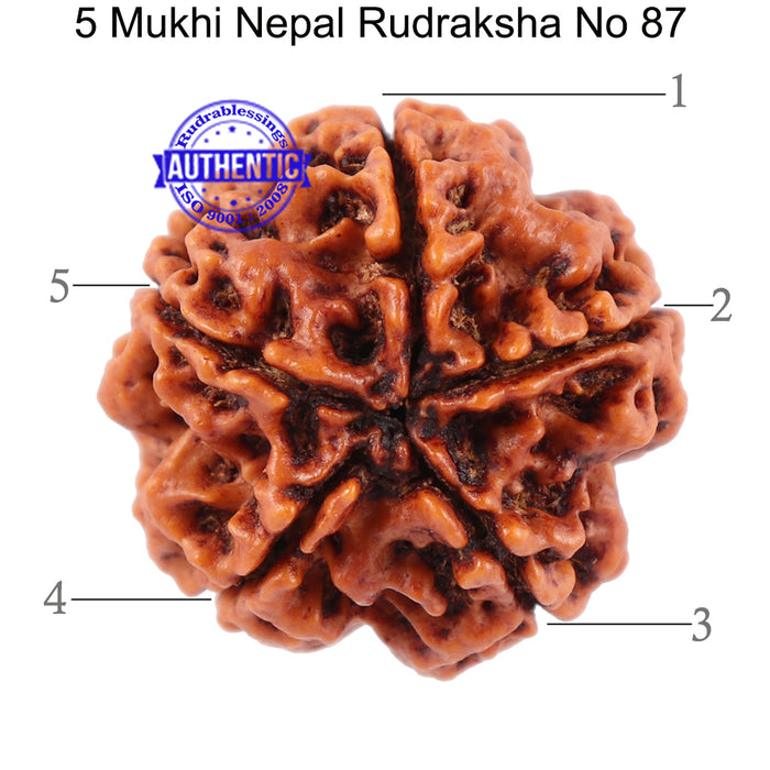 5 Mukhi Rudraksha from Nepal - Bead No. 87