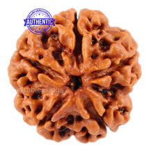 Load image into Gallery viewer, 5 Mukhi Rudraksha from Nepal - Bead No. 88
