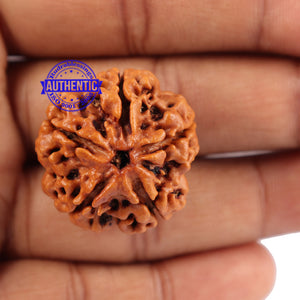 5 Mukhi Rudraksha from Nepal - Bead No. 88