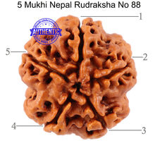 Load image into Gallery viewer, 5 Mukhi Rudraksha from Nepal - Bead No. 88
