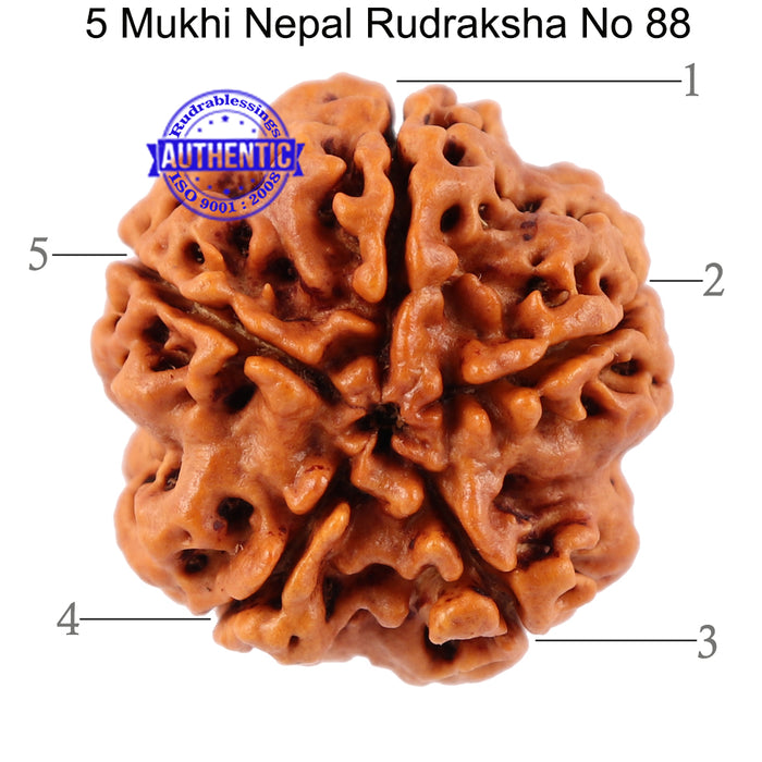5 Mukhi Rudraksha from Nepal - Bead No. 88
