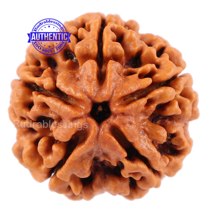 5 Mukhi Rudraksha from Nepal - Bead No. 89