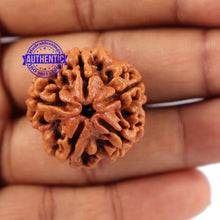 Load image into Gallery viewer, 5 Mukhi Rudraksha from Nepal - Bead No. 89
