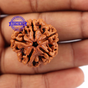 5 Mukhi Rudraksha from Nepal - Bead No. 89