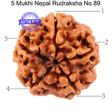 Load image into Gallery viewer, 5 Mukhi Rudraksha from Nepal - Bead No. 89
