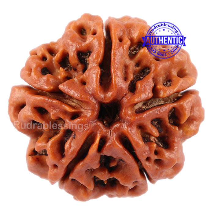 5 Mukhi Rudraksha from Nepal - Bead No. 90