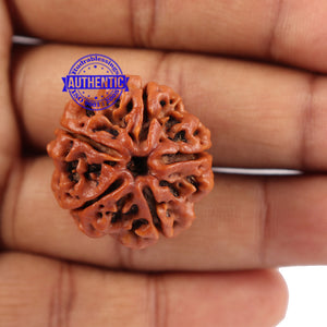 5 Mukhi Rudraksha from Nepal - Bead No. 90