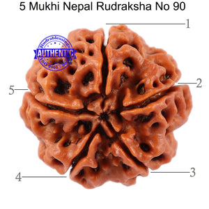 5 Mukhi Rudraksha from Nepal - Bead No. 90
